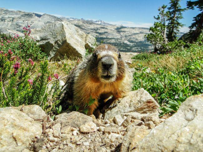Marmotte au parc national de Yosemite
